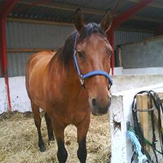 Anden særlig race Major