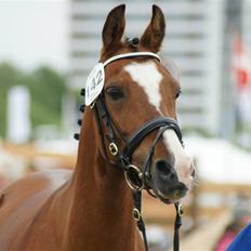 DSP Emilia's Grevenrit 