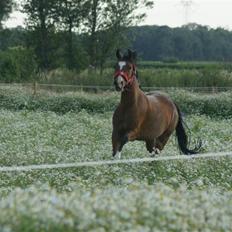 DSP Emilia's Grevenrit 