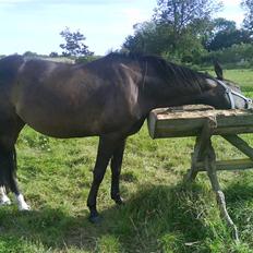 Anden særlig race Trille  