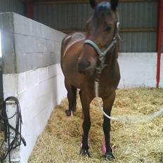 Anden særlig race Trille  