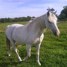 Anglo Araber (AA) Jacko *Hvil i fred*