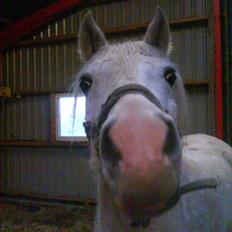 Anglo Araber (AA) Jacko *Hvil i fred*