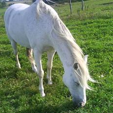 Anglo Araber (AA) Jacko *Hvil i fred*