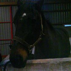 Traver Samedi *Hvil i fred*