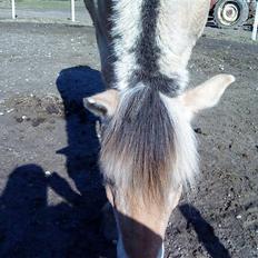Fjordhest Boye 