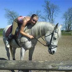 Anden særlig race Silver