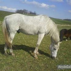 Anden særlig race Silver