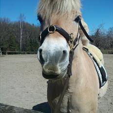 Fjordhest Ebbetorns Fjuri