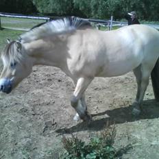 Fjordhest Ebbetorns Fjuri