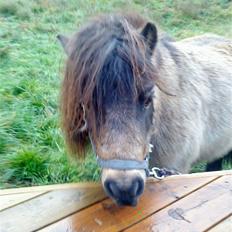Shetlænder bakkegårdens Humle