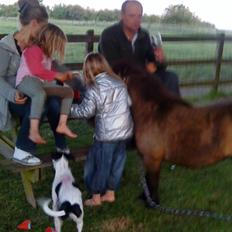 Shetlænder bakkegårdens Humle