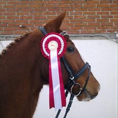 Hollandsk Sportspony Dennis<3