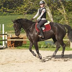 Anden særlig race harald baldur
