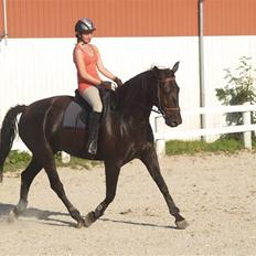Anden særlig race harald baldur