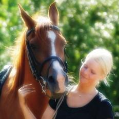 Arabisk fuldblod (OX) Que Vida Koala