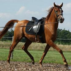 Arabisk fuldblod (OX) Que Vida Koala