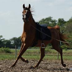 Arabisk fuldblod (OX) Que Vida Koala