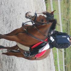 DSP Toftegårdens Apachie