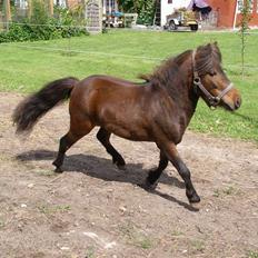 Miniature Søglimt's Zavan