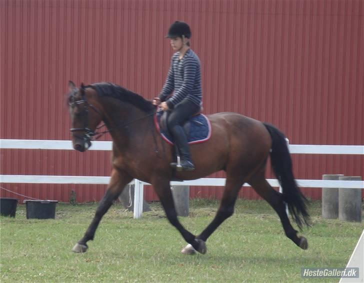 Hollandsk Varmblod  Vincent ( Hr. vimse) billede 19
