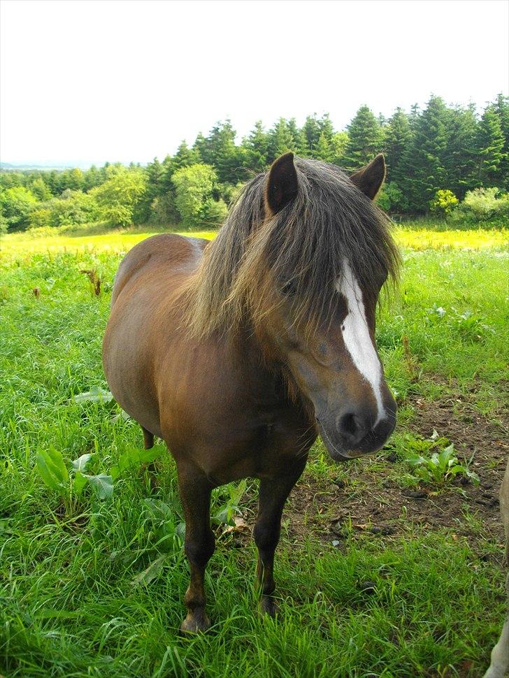 Anden særlig race Mona - Mona - er hun mon en welsh? billede 1