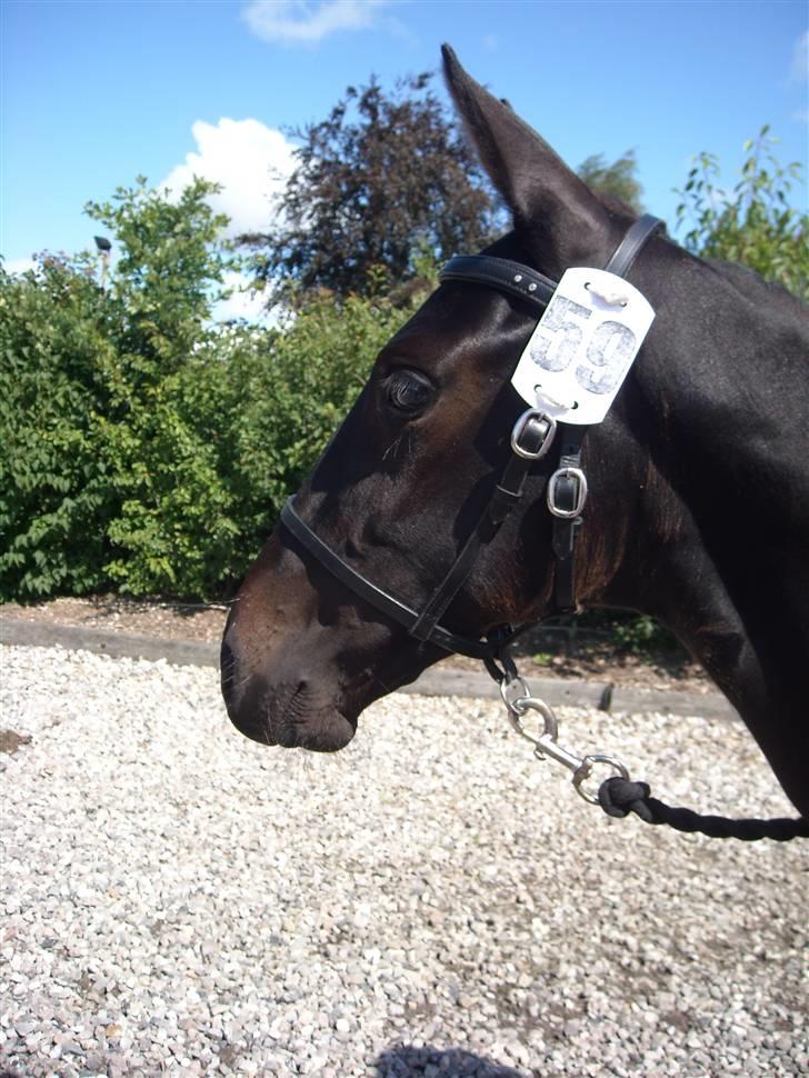 Oldenborg Scirocco Noir. - 16) Til følskue juli 2009. billede 16