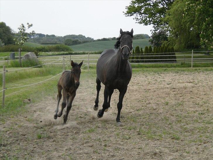 Oldenborg Scirocco Noir. - 17) Mor og mig i galop. En af mine første rigtige løbeture. billede 17