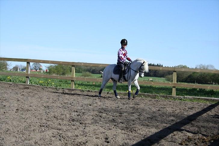 Welsh Pony (sec B) Honeycomb   billede 5