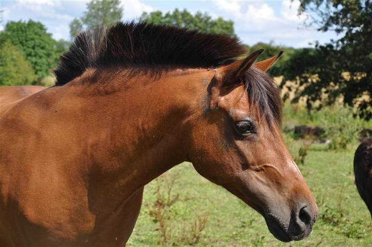 DSP Jumpy - her er hun, sommer 2009. 22 år gammel. Still going strong! billede 12