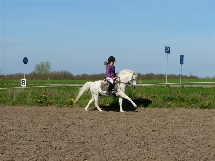 Welsh Pony (sec B) Honeycomb   - honey i fuld galop<3 billede 6