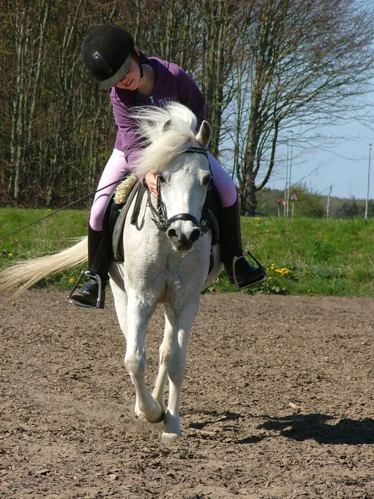 Welsh Pony (sec B) Honeycomb   billede 7