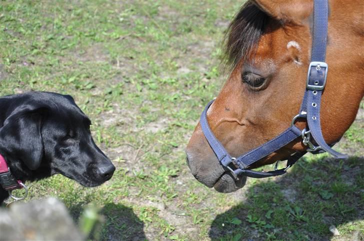 DSP Jumpy billede 13