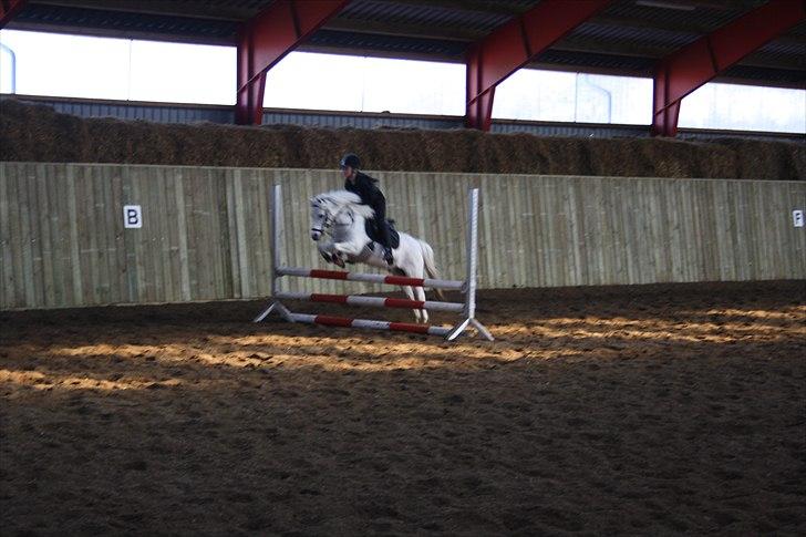 Welsh Pony (sec B) Honeycomb   - spring træning <3  my star ;* billede 8