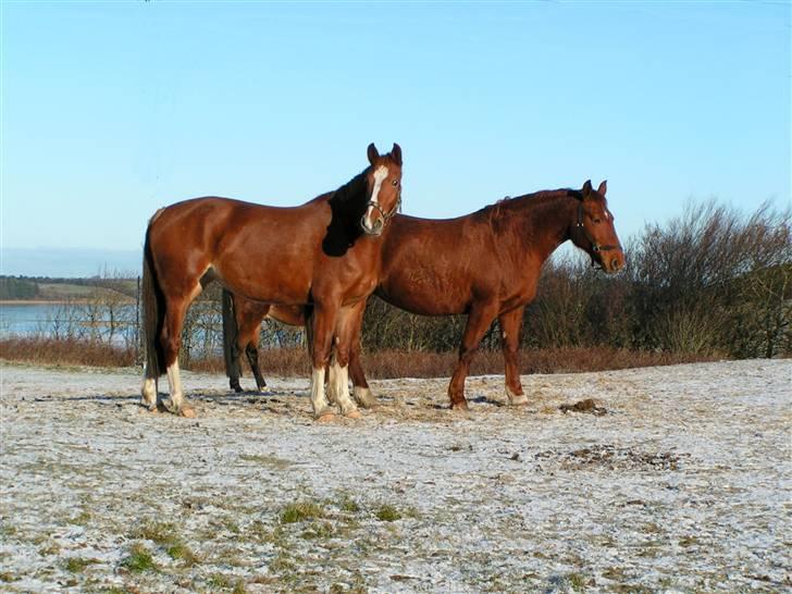Frederiksborg Eislinn billede 16