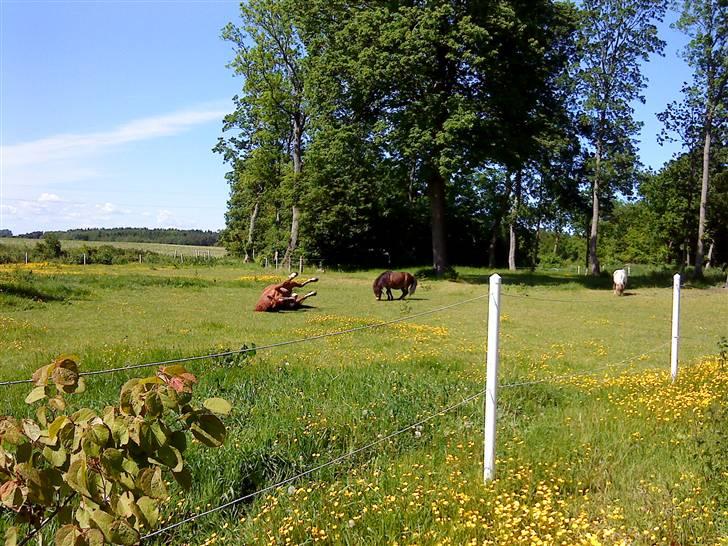 Oldenborg Winnie billede 15