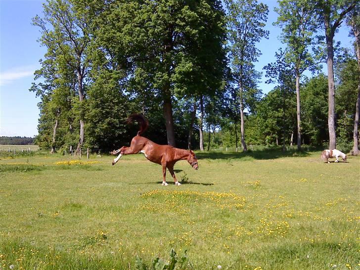 Oldenborg Winnie billede 16