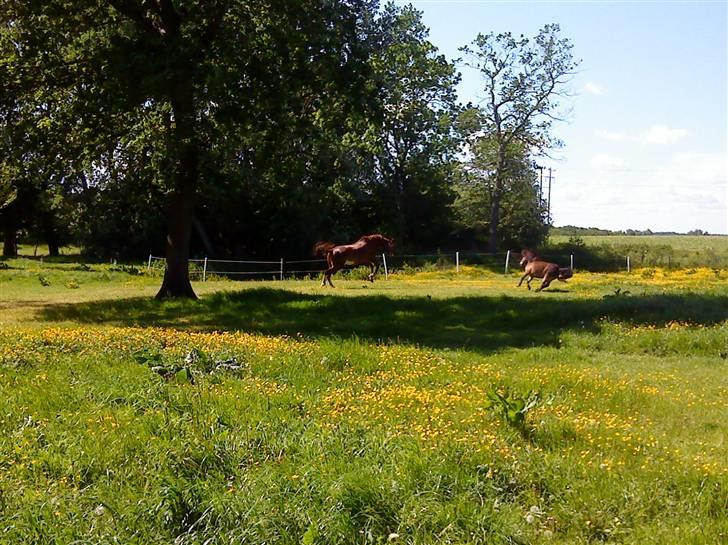 Oldenborg Winnie billede 17