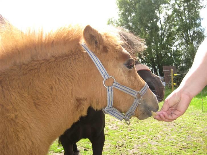 Shetlænder Cæsar - Ummh! Godbidder er go´e at gumle på :´D billede 10