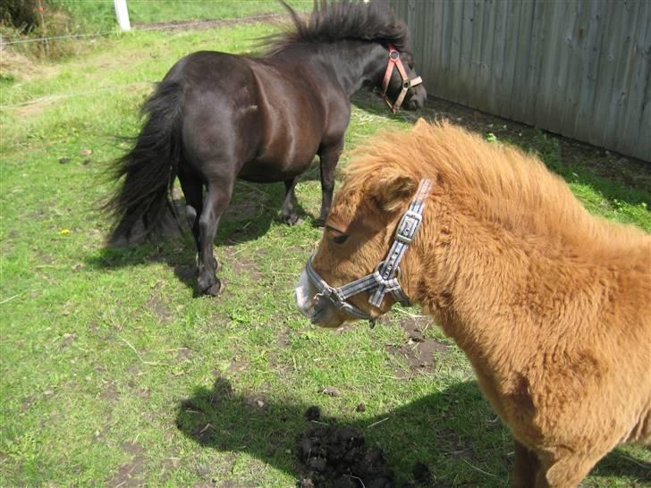 Shetlænder Cæsar billede 12