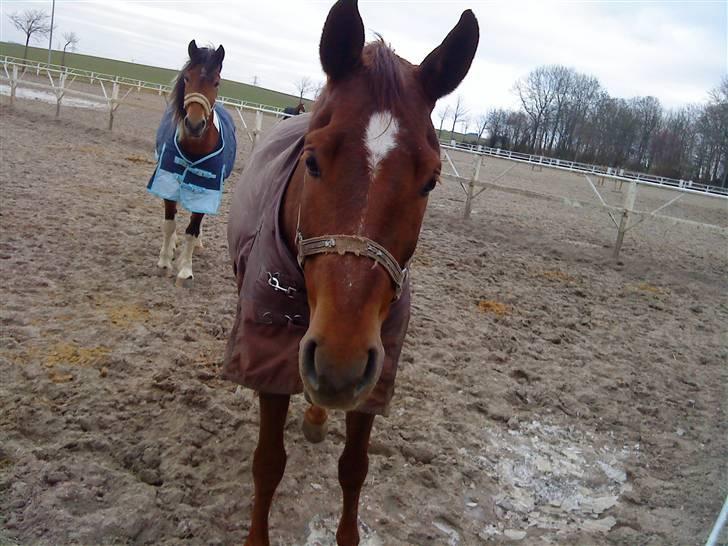 Pinto Alto India (SOLGT!) :'( billede 10