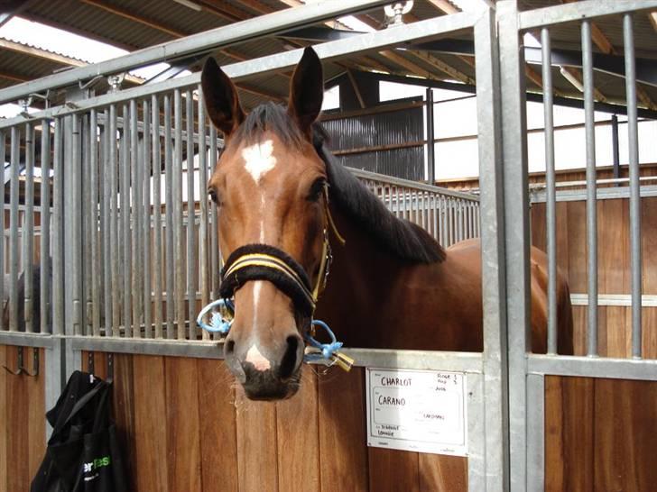 Dansk Varmblod Åkær Charlot (RDS Kåret) - Sååå sød :) billede 3