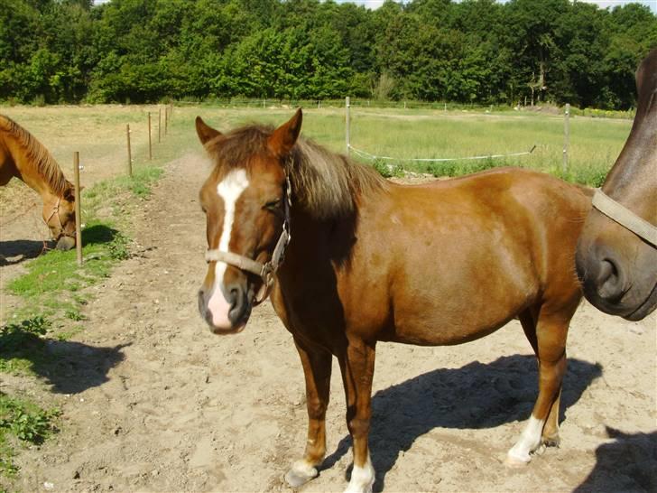 Anden særlig race Fratchy Fray (Freja) - ryster mig lig :)))) billede 5