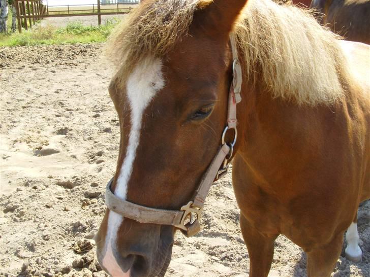 Anden særlig race Fratchy Fray (Freja) - se mig lige jeg er fotomodel billede 10