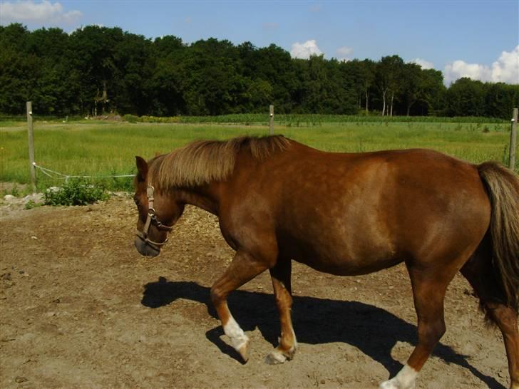 Anden særlig race Fratchy Fray (Freja) - går mig lige en lille tur billede 11