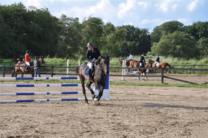 Holstener Claudi (Solgt) billede 12