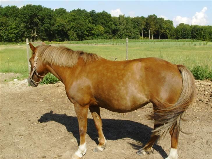 Anden særlig race Fratchy Fray (Freja) - skal lige finde verona inde på den anden fold :) billede 12