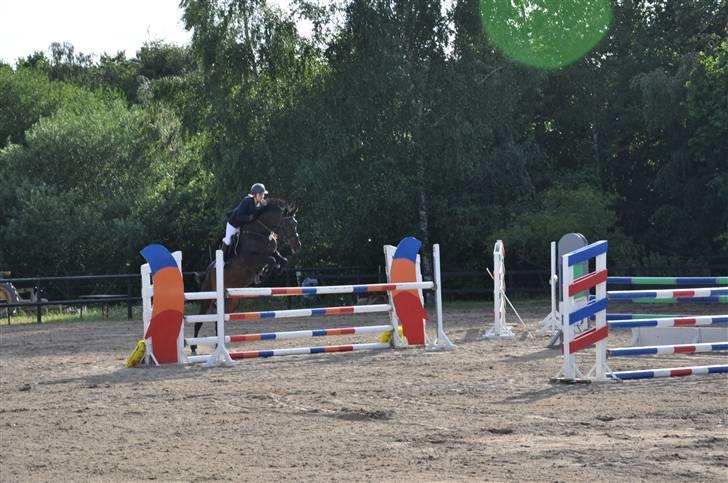 Holstener Claudi (Solgt) billede 13