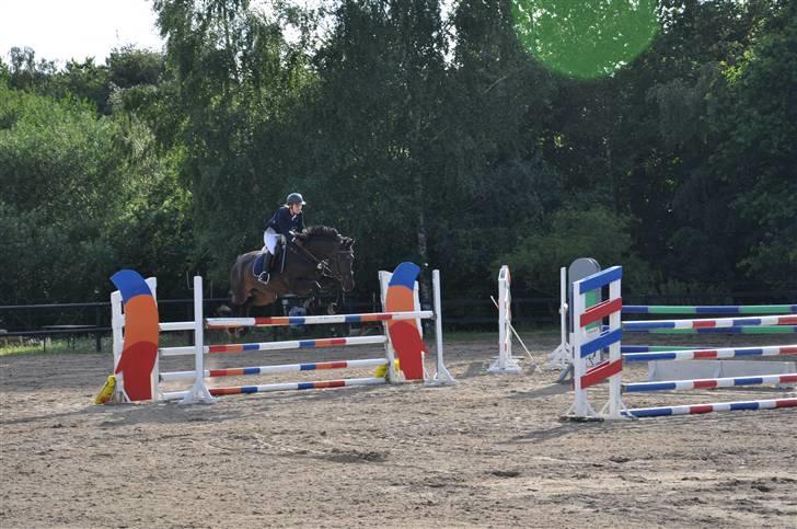 Holstener Claudi (Solgt) billede 14