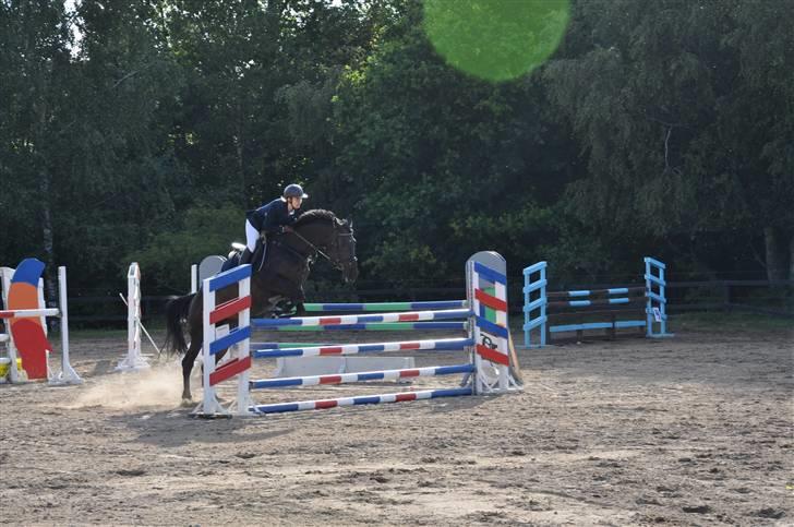 Holstener Claudi (Solgt) billede 15